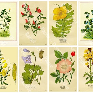 Antique Floral Clip Art, Printed Sheet, Vintage Botanical Images, Garden Flower Decoration, Gardening Shed, Victorian Ephemera Collage, 612