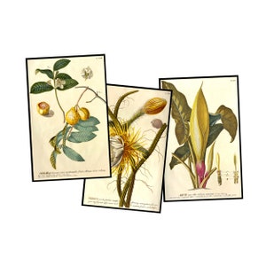 植物プリントポストカードステッカーイラスト ヴィンテージスタイルガーデンイメージ DIYポストカード＆ペーパークラフト用 各3.5インチ×5.5インチ、セット44
