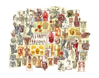 May include: A collage of vintage anatomical illustrations, featuring detailed drawings of the human body. The images include depictions of the skeletal system, organs, and muscles, rendered in a mix of black and white and color.