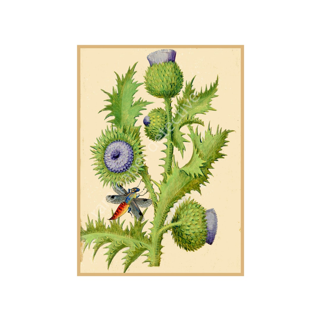 Photo inspiration: Botanical Garden Print 5 X 7 Accent Antique Garden Wall Photo Inspiration