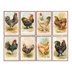 Chicken Stickers. Antique Hen and Rooster Illustrations, Garden Journals, Bookmarks or Gift Making, 4&quot; Tall Stickers, Cut & Peel Sheet, 1253