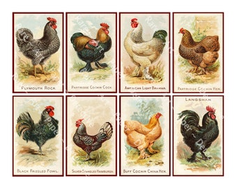 Chicken Stickers. Antique Hen and Rooster Illustrations, Garden Journals, Bookmarks or Gift Making, 4" Tall Stickers, Cut & Peel Sheet, 1253