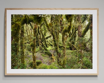 New Zealand Rainforest Photo Print: Lush Green Forest Wall Art
