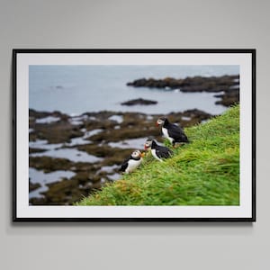 Iceland Puffins Coastal Wall Art | Atlantic Seabirds Photography | Nature Wildlife Fine Art | Ocean Cliff Bird Scene Print | Framed/Unframed