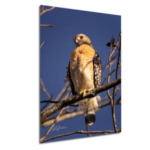 Red-Shouldered Hawk Sitting On a Branch with One Leg Tucked | Wildlife Photography Canvas Metal Print Livingroom Bedroom Wall Art