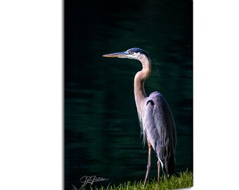 Great Blue Heron in Morning Light by Lake Oconee Georgia | Wildlife Travel Photography Canvas Metal Print Livingroom Bedroom Wall Art