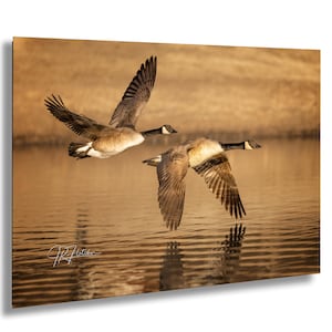 May include: Two Canadian geese flying over a body of water with a golden brown surface. The geese are in flight with their wings spread wide. The water reflects the golden light of the setting sun.