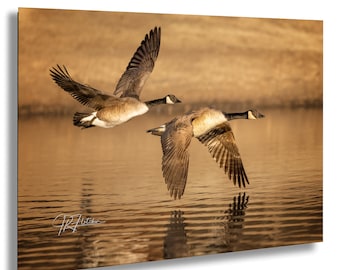 Canada Geese In Flight Over Water | Wildlife Photography Canvas Metal Print Livingroom Bedroom Wall Art