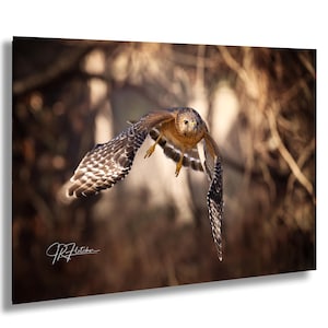Red-Shouldered Hawk Flying Towards Camera with Branches Behind| Wildlife Action Photography Canvas Metal Print Livingroom Bedroom Wall Art