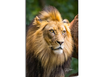 Male African Lion Portrait Pose | Wildlife Travel Photography Canvas Metal Print Livingroom Bedroom Wall Art