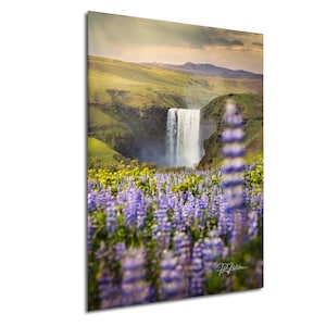 Skógafoss Waterfall and Purple Lupine South Iceland | Travel Landscape Photography Canvas Metal Print Livingroom Bedroom Wall Art