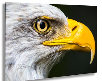 Bald Eagle Extreme Close-Up USA National Bird Patriotic | Wildlife Travel Photography Canvas Metal Print Livingroom Bedroom Wall Art