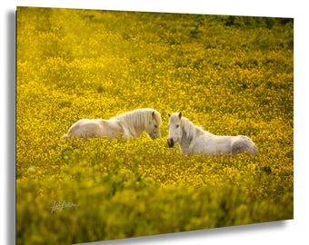 Icelandic Horses in Field of Yellow Flowers Vik Iceland | Travel Animal Nature Photography Canvas Metal Print Livingroom Bedroom Wall Art