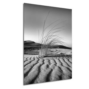 Grass in Sahara Desert, Morocco | Black and White Artistic Travel Photography Canvas Metal Print Livingroom Bedroom Wall Art Shifting Sands
