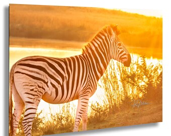 Zebra at Watering Hole Golden Hour Nambiti Reserve South Africa | Wildlife Travel Photography Canvas Metal Print Livingroom Bedroom Wall Art