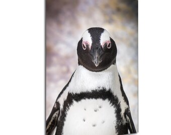 African Penguin Close-up Boulders Beach Cape Town South Africa | Wildlife Travel Photography Canvas Metal Print Livingroom Bedroom Wall Art