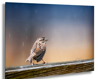 Sparrow in the Rain on a Wooden Beam | Wildlife Travel Photography Canvas Metal Print Livingroom Bedroom Wall Art