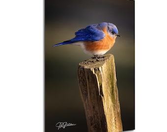 Bluebird Perched On Weathered Fencepost frosty morning Chattahoochee| Wildlife Photography Canvas Metal Print Livingroom Bedroom Wall Art