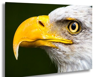 Bald Eagle Close-Up USA National Bird Patriotic | Wildlife Travel Photography Canvas Metal Print Livingroom Bedroom Wall Art