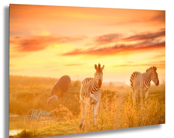Zebras at Watering Hole Golden Hour Nambiti South Africa | Wildlife Travel Photography Canvas Metal Print Livingroom Bedroom Wall Art