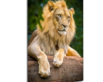 Male African Lion Portrait On Boulder Under Tree | Portrait Wildlife Photography Canvas Metal Print Livingroom Bedroom Wall Art