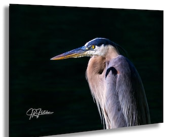 Great Blue Heron Close-Up in Morning Light Lake Oconee Georgia | Wildlife Travel Photography Canvas Metal Print Livingroom Bedroom Wall Art