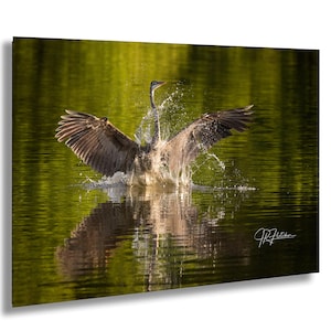 Puede incluir: Un gran garzón azulado con las alas extendidas, de pie en un estanque poco profundo con agua verde. El garzón está sacudiendo el agua de sus plumas, creando una lluvia de gotas. El reflejo del garzón es visible en el agua.