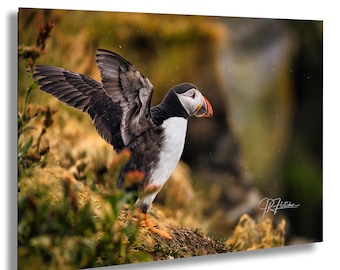 Atlantic Puffin Flapping Wings Rainy Afternoon Dyrhólaey Iceland | Travel Animal Photography Canvas Metal Print Livingroom Bedroom Wall Art