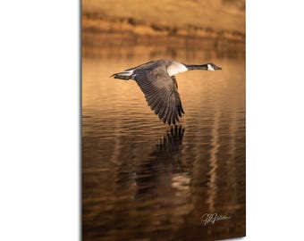 Canada Goose In Flight Over Water | Wildlife Photography Canvas Metal Print Livingroom Bedroom Wall Art