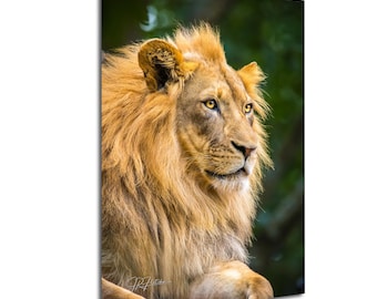 Male African Lion Portrait Pose In Shade of Tree | Wildlife Travel Photography Canvas Metal Print Livingroom Bedroom Wall Art