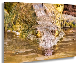 Close-Up Young Crocodile Tarcoles River Costa Rica | Wildlife Travel Photography Canvas Metal Print Livingroom Bedroom Wall Art