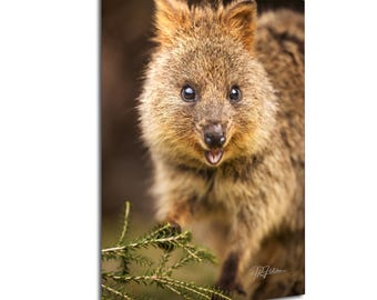 Smiling Quokka Looking at Camera Rottnest Island | Wildlife Photography Canvas Metal Print Livingroom Bedroom Wall Art Western Australia
