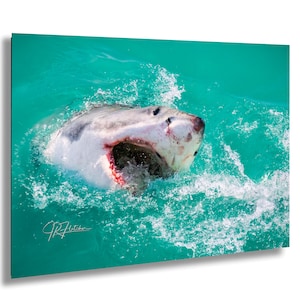 Great White Shark Coming Out of Water Gansbaai, South Africa | Wildlife Travel Photography Canvas Metal Print Livingroom Bedroom Wall Art