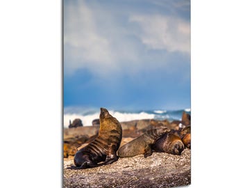 Cape Fur Seal Sunning Seal Island False Bay South Africa | Wildlife Travel Photography Canvas Metal Print Livingroom Bedroom Wall Art