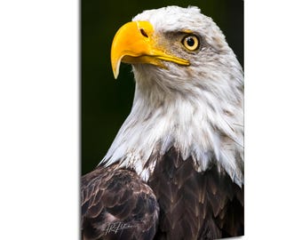 Bald Eagle Portrait USA National Bird Patriotic Vertical | Wildlife Travel Photography Canvas Metal Print Livingroom Bedroom Wall Art