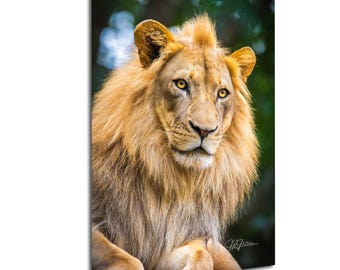 Male African Lion Portrait Pose Under Tree | Wildlife Travel Photography Canvas Metal Print Livingroom Bedroom Wall Art