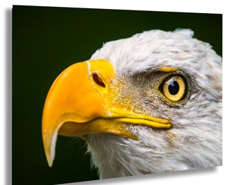 Bald Eagle Profile Close-Up USA National Bird Patriotic | Wildlife Travel Photography Canvas Metal Print Livingroom Bedroom Wall Art