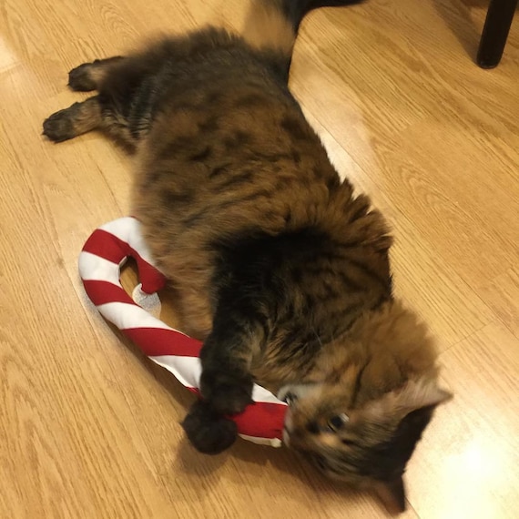 catnip candy cane