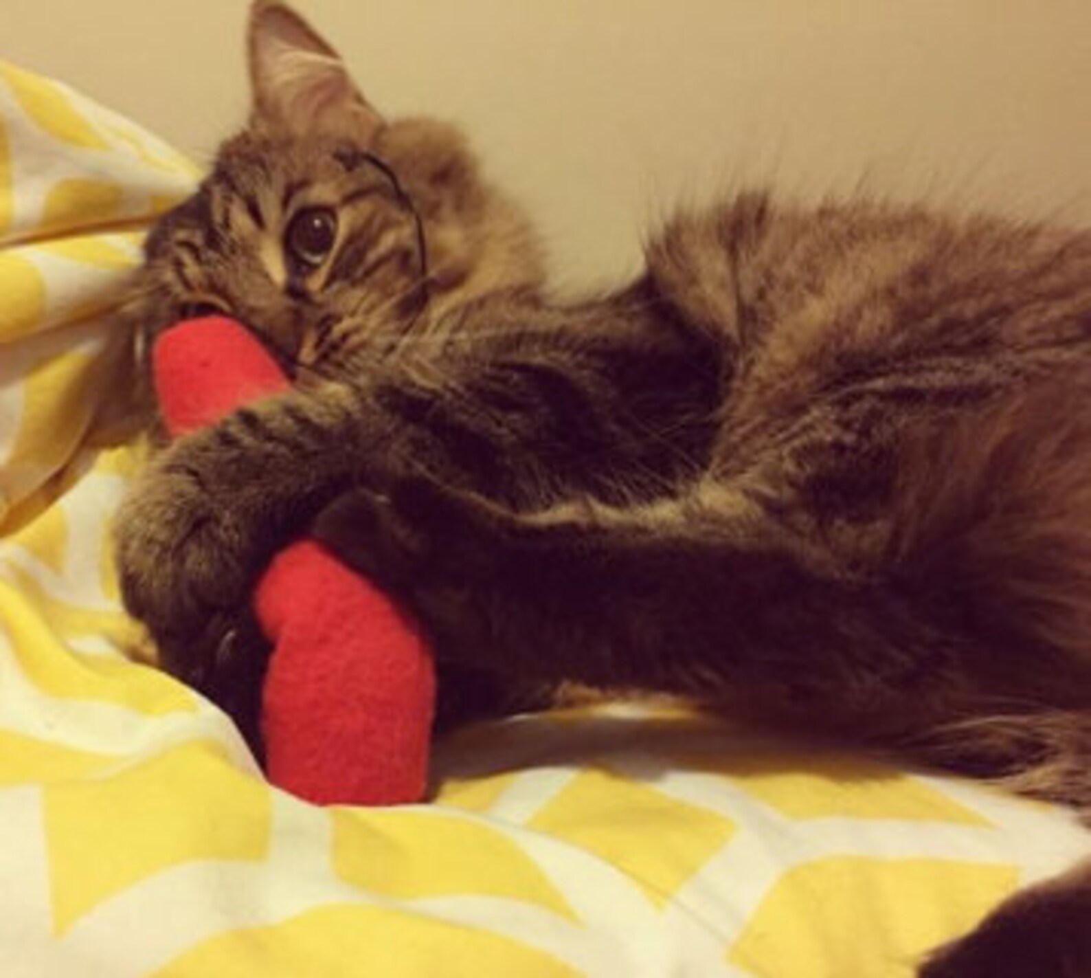 Cat Toy TNT Dynamite filled with Silver Vine & Catnip Herbs Etsy