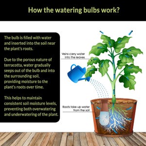 May include: Diagram showing how a terracotta watering bulb works. The bulb is filled with water and inserted into the soil near the plant's roots. Water seeps out of the bulb and into the surrounding soil, providing moisture to the plant's roots over time. The diagram shows the water traveling from the bulb, up the roots, and into the leaves.