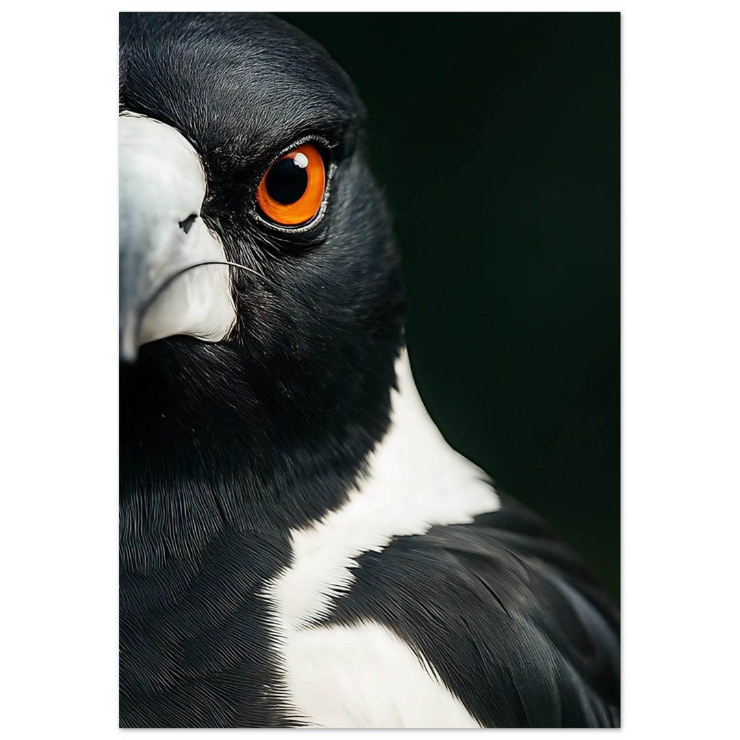 Magpie Birds Poster - Stunning Australian Art Print - Premium Matte ...