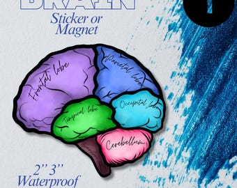 Brain Anatomy Sticker or Magnet, Neuroscience Psychology Decor