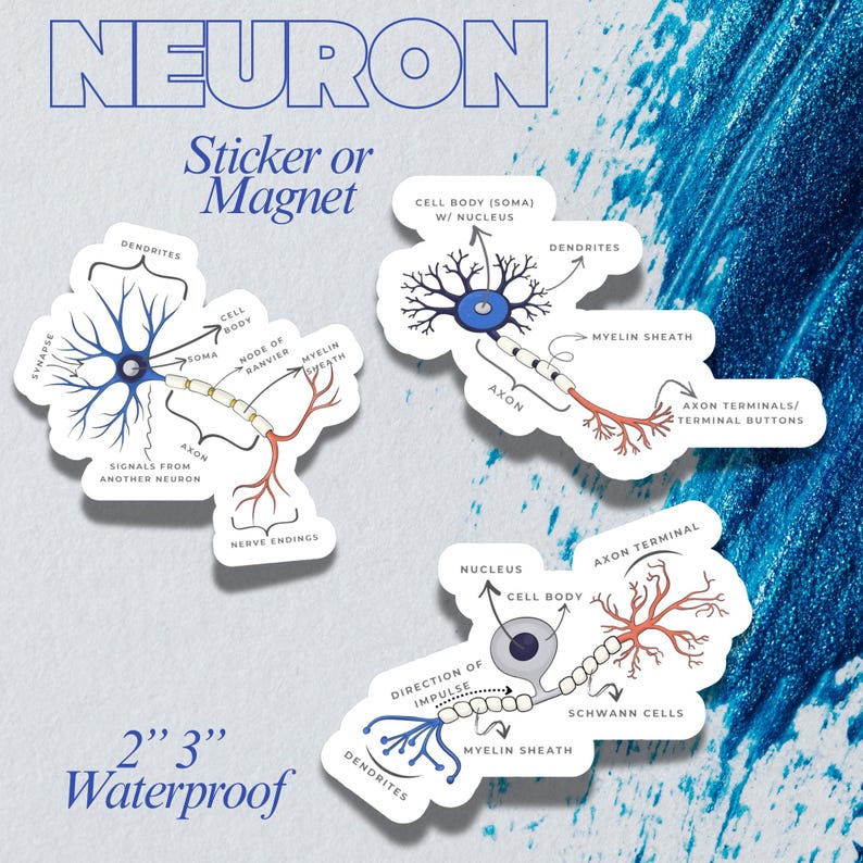 Edible Neuron Sticker Neuron Anatomy Sticker or Magnet | Neuroscience Diagram Sticker ...