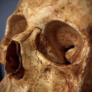 LifeSize adult aged skull