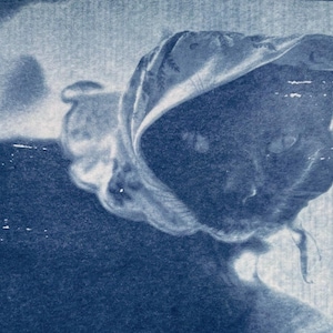 May include: A cyanotype print featuring a monochromatic blue and white image of a cat wearing a bonnet. The cat is centered, with its face partially obscured by the fabric of the bonnet, rendered in a high-contrast, textured blue photographic style.