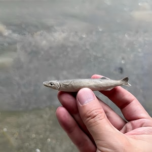 May include: A small, detailed sculpture of a fish, held in a hand. The fish is a muted gray color with darker shading along its back and fins. The background is a blurred view of water.