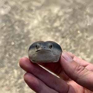 May include: A small ceramic frog figurine with a blue-grey head and a light beige body. The frog has black, round eyes and a slightly grumpy expression. The figurine is held in a person's hand. The frog is a decorative item.