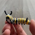 Tiny Monarch Caterpillar Figurine, Handmade Ceramic Forest Creature for Cottagecore Shelves and Nature Inspired Decor