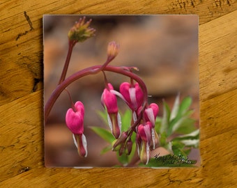 Bleeding Heart Flower Coaster - Beautiful Photo by Koral Martin - Unique Home Decor, Vibrant Floral Ceramic Coaster