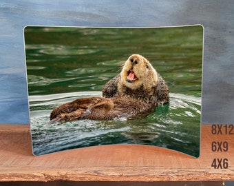 Breathtaking Sea Otter Photo Print on Curved Metal - Transform Your Desk or Shelving with Alaska Art - Sizes 4x6, 5x7, 6x9, 8x12